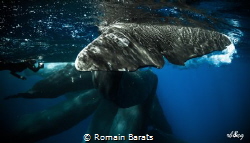 a sperwhale tail very close during a socialization time by Romain Barats 